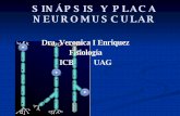E)Sinapsis Y Placa Neuromuscular