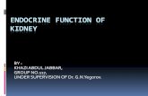 Endocrine function of kidney