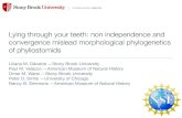 Non independence and convergence mislead morphological phylogenetics of phyllostomids