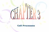 Chapter 3 Notes:  Cell Processes