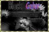 Black   color   ildy