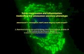 Tumor suppression and inflammation:  controlling the senescence associated secretory phenotype
