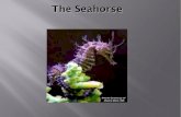 Seahorse turn in