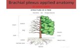 brachial plexus applied anatomy