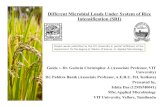 Different microbial loads under system of rice intensification (sri)   copy pdf copy