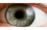 Eye anatomy part 3