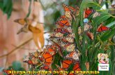 Papillons07 11-09