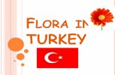 Flora in turkey