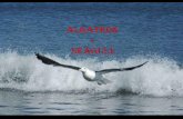 Albatros and seaugull