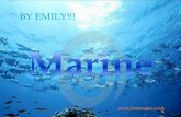 Marine emily