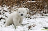 Oso polar polar-bear