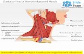Clavicular head of sternocleidomastoid muscle medical images for power point