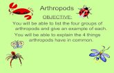 Arthropods evelyn