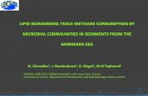 Lipid biomarkers trace methane consumption by microbial communities in sediments from the Marmara Sea. Chevalier N., Bouloubassi I., Birgel D., Taphanel M-H.