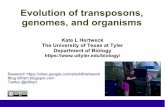 Evolution of transposons, genomes, and organisms (Hertweck Fall 2014)