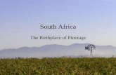 South Africa:  The Birthplace of Pinotage
