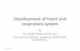 Development of heart and respiratory system