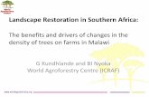 Landscape Restoration in Southern Africa