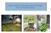 Improvement of drought tolerance through genetic engineering