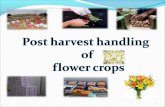 Post Harvest Handling of Flower Crops
