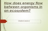 Ch.4.less.2.how does energy flow between organisms in an ecosystem