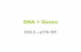 G7 Ch5.3 - DNA and Genes