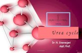 Urea cycle and its disorders