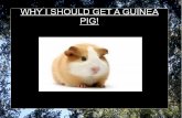 Guinea pig convincing Power Point :-)