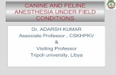 Field anesthesia canine feline