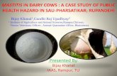 Mastitis in dairy cows  a case study of public health hazard in Sau Pharsatikar; Rupandehi, by Bijay Khanal