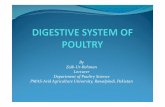 Digestive system of poultry (avian physiology)