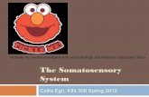 Somatosensory System