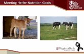 Meeting Heifer Nutrition Goals