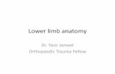 Lower limb anatomylect 2
