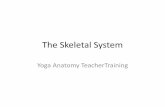 The skeletal system ytt