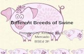 Different breeds-of-pig-ii