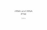 rRNA anr tRNA post transcriptional modifications