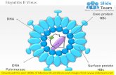 Hepatitis b virus medical images for power point