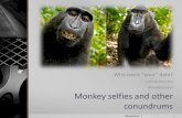 Monkey selfies and other conundrums