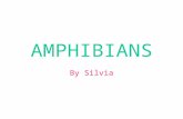 Amphibians by Silvia