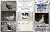 Pheasant Hunting and Birds at Kolling Pharm