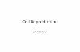 Cell reproduction notes