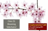 Blooming Sidechains!