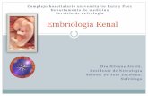 Embriología renal