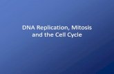 DNA Replication, Mitosis, meiosis, and the Cell Cycle