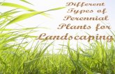 Different Types of Perennial Plants for Landscaping