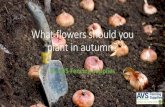 What Flowers Should you Plant in Autumn?