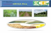 12th may,2015 daily exclusive oryza rice e newsletter by riceplus magazine