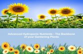 Advanced hydroponic nutrients   the backbone of your gardening plants