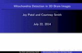 Mitochondria detection
